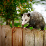 A common opossum walking on top of a wooden fence