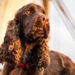 Sussex spaniel dog on a yacht during sunset.