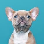 French bulldog dog puppy on blue background.