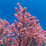 Higan cherry blossoms in full bloom against the blue sky.