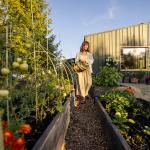 A woman happily examines green tomatoes and other plants in her garden.