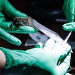 Biologists work to develop and test a probiotic that can help bats fight off white-nose syndrome.