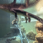 A person swimming an enclosed glass tube in a larger tank with a crocodile at Crocosaurus Cove, Australia