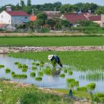 A villager works in the rice field near the Chaohu Lake in the town of Huailin, Chaohu City in China.