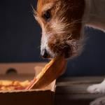 A dog stealing a slice of pizza from the box.