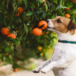 Dog reaching up to sniff mandarin fruits on a tree