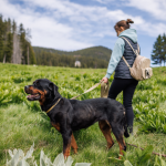 A girl walking with her rottweiler dog on a leash through a green meadow trail