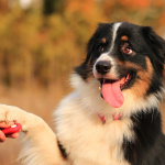 An Australian Shepherd placing its paw on a human hand