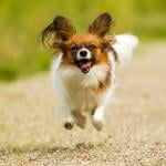 A papillon dog running outside.