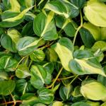 Beautiful yellow and green variegated leaves of Philodendron Brasil