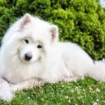 Samoyed dog resting on grass.
