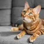 A Bengal cat lies on a gray sofa in the living room.