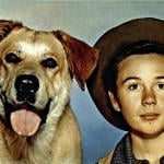 Old Yeller, lobbycard, Tommy Kirk, 1957