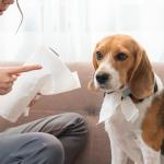 A beagle getting scolded for chewing up paper towels. 