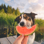 A person feeding a dog watermelon.