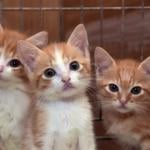 Three orange-and-white kittens with wide eyes, peering directly at the camera.