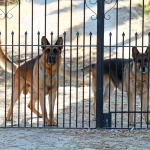 Two guard dogs sitting behind a private gate