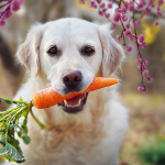 A dog with a carrot in its mouth