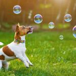 A dog jumping to catch bubbles in a grassy park.