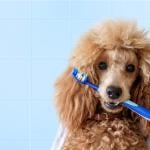 Poodle holding a toothbrush in it's mouth.