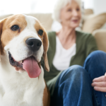 A beagle sitting with his older owner.