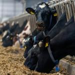 Modern cowshed with a row of cows eating.