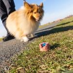 Shetland sheepdog in front of a bone on the pavement.