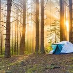 Dawn around  a foggy forest with a single tent.