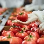 An employee conducting quality control on tomatoes at a factory site.