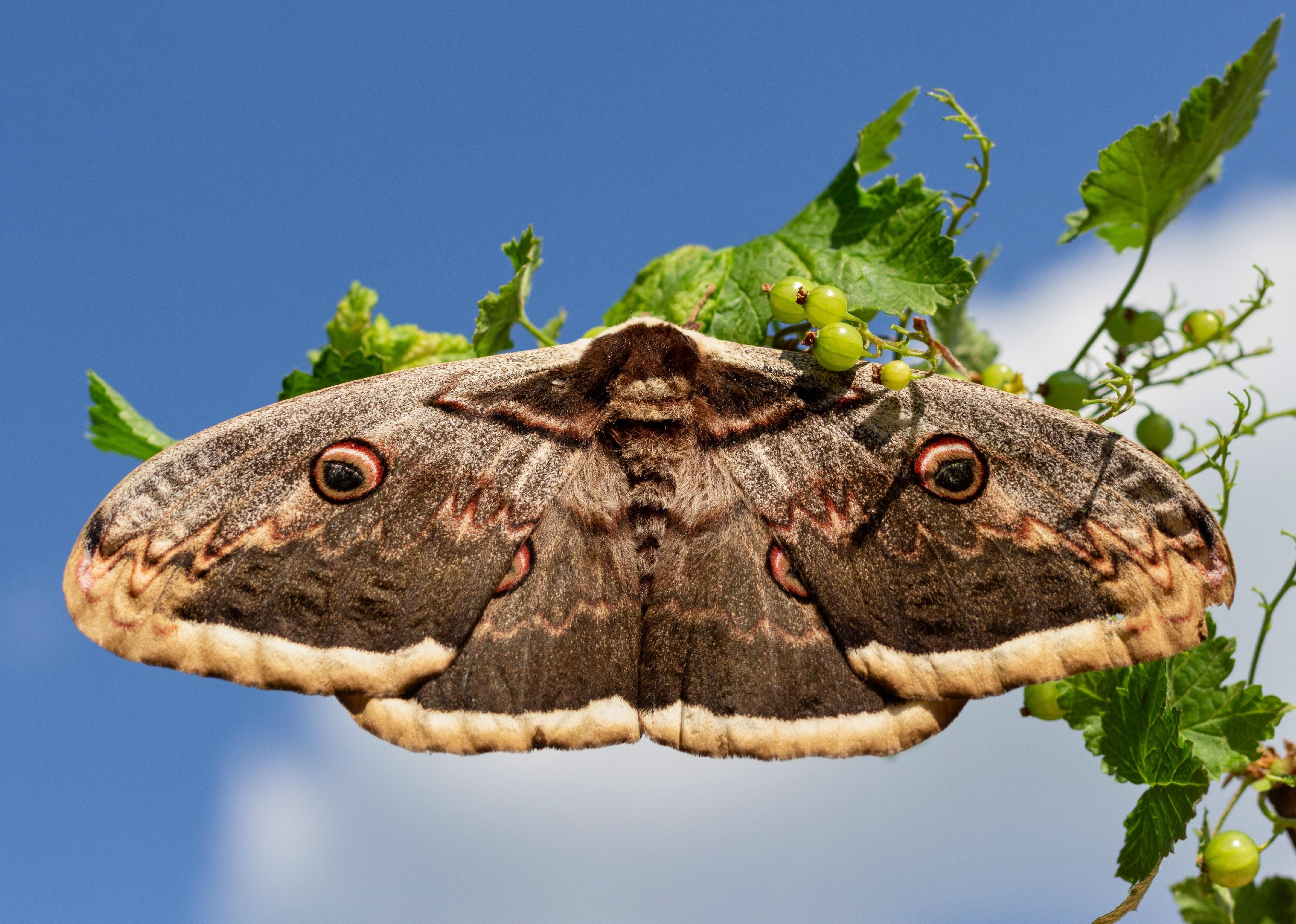 Giant giant peacock moth on branch.