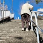 An elderly woman holding a handrail and going up the stairs.