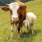 A cow and sheep side by side in a pasture.