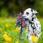 A Dalmation puppy playing with a rope toy in a field of flowers.