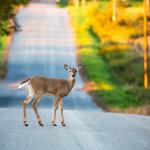 White tail deer standing in the middle of a Wisconsin road in the fall.