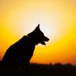 Outline of a dog at sunset