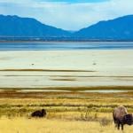 Bison grazing on the shore of the Great Salt Lake.