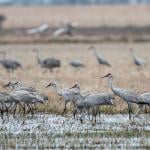 A flock of sandhill cranes in Louisiana.