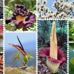 A collage of thermogenic plants, clockwise from top left: sago palm (Cycas revoluta); Eastern skunk cabbage (Symplocarpus foetidus), elephant-foot yam (Amorphophallus paeoniifolius), Yulan magnolia (Magnolia denudata), calico-flower (Aristolochia littoralis), American lotus (Nelumbo lutea), titan arum (Amorphophallus titanum), dragon arum (Dracunculus vulgaris), Florida anise (Illicium floridanum), Rhizanthes lowii, dead-horse arum (Helicodiceros muscivorus).