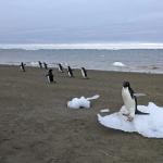 Penguins by the shores in Antarctica.