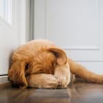A golden retriever covering his face.