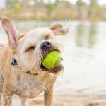 Tan mixed breed dog playing in park near water with tennis ball in mouth.