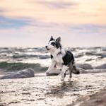 Winter beach with border collie and Michigan lighthouse.