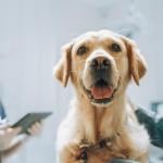 Golden retriever sitting on examination table as a female veterinarian assesses in the background.