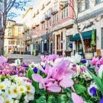 Flowers along the streets of San Jose, California.