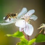 A honey bee collecting pollen grains from a white flower.