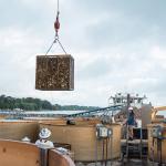 A cage full of baby oysters being hauled from the Chesapeake Bay and bound for the Manokin River.