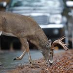 A white-tailed deer munching on leaves on a road side with cars approaching.