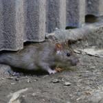 A brown rat crawling out from under a steel fence on concrete ground.