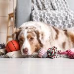 A fluffy Australian Shepherd dog lying on the floor with various dog toys.