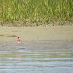 A red flags mark the area along the shore in upper Newport Bay, California where eelgrass restoration has taken place.